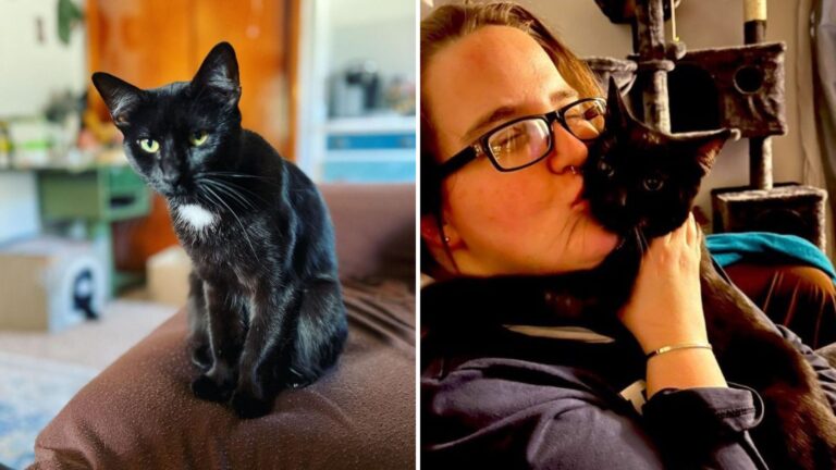 Cat Surrendered To Virginia Shelter For Being ‘Too Cuddly’ Gets The Ending She Deserved