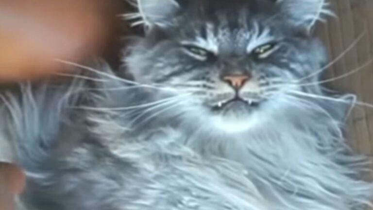 Michigan Mama Cat Cries In Agony, Calling For Her Missing Kittens In A Heartbreaking Scene