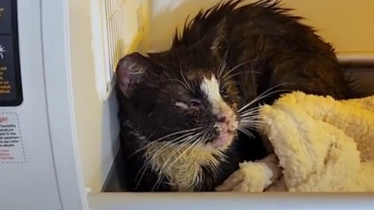 California Rescuers Meet A Scared Cat And Feel Something’s Off… Not Ready For What They Found