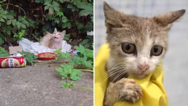 Cat Found Digging Through Trash Leaves Georgia Rescuers Devastated After Shocking Diagnosis
