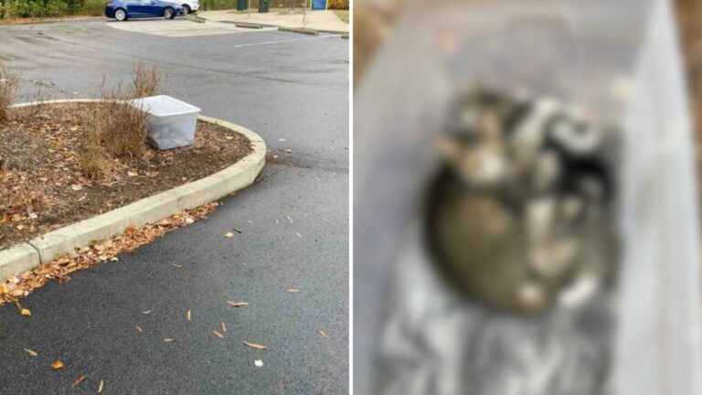 Friends Find A Container Left In North Carolina Park, Then Notice Something’s Moving Inside