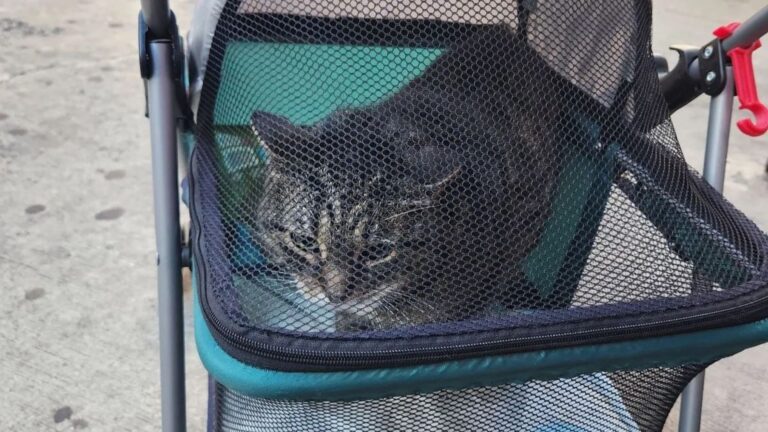 Someone Left Baby Stroller On The Sidewalk In New York, What Was Inside Left Everyone In Tears