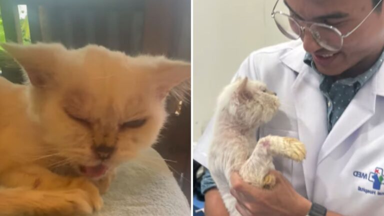 Texas Couple Spots A Struggling Cat By The Roadside, Up Close, The Reality Was Heartbreaking