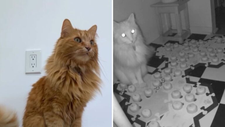 LA Woman Freaks Out After Her Cat Gives A Chilling Warning With Speech Buttons