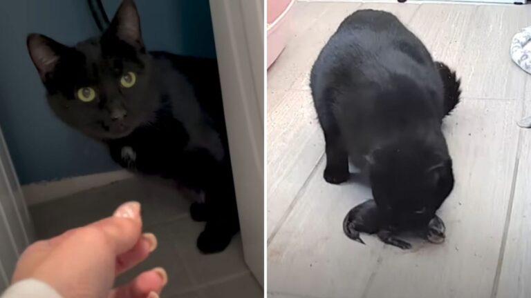 Ohio Woman Welcomes A Stray Cat In Need, Then Captures Something Incredible On Nanny Cam