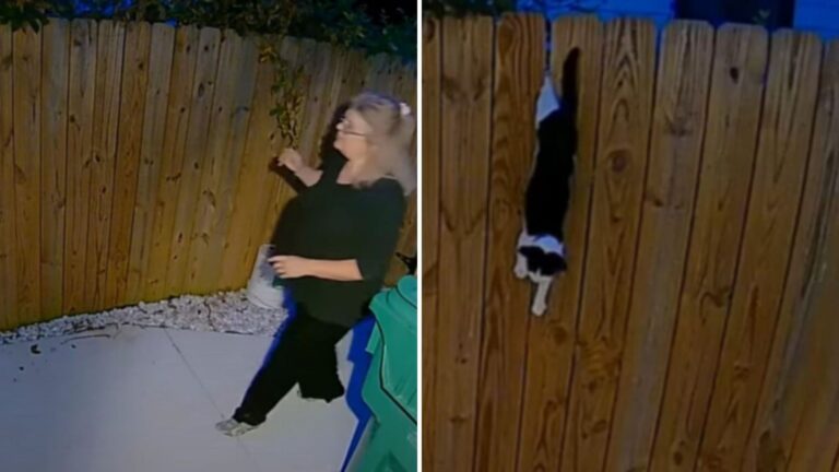 New Jersey Woman Hears A Disturbing Scream At Night And Rushes Outside To A Shocking Scene