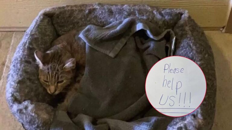 Cat Found Outside Texas Apartment Complex With A Strange Note And A Little Hidden Surprise