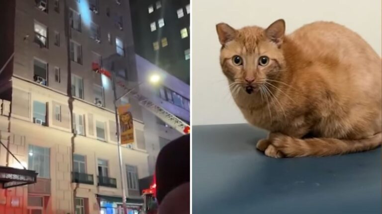 NY Man Watches In Shock As His Cat Pulls Off Jaw-Dropping Jump From 3rd Floor Amid Fire