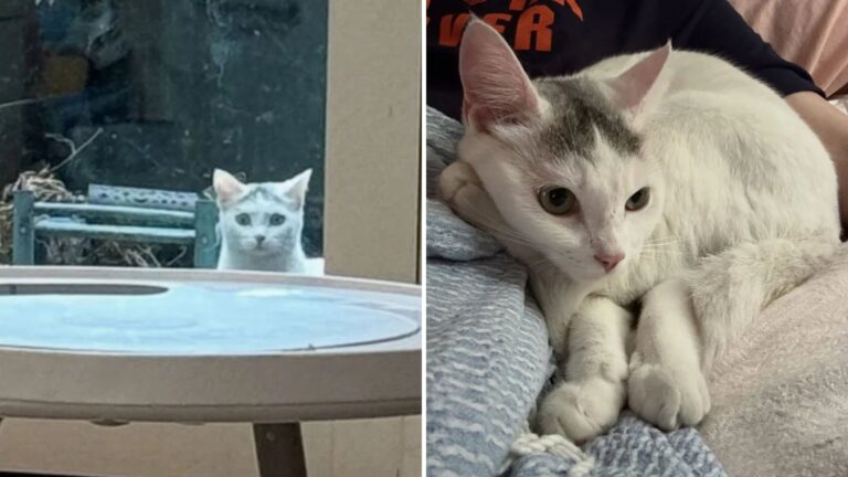 NY Family Notices A Cat Showing Up On Their Patio Every Day, Then They See Why
