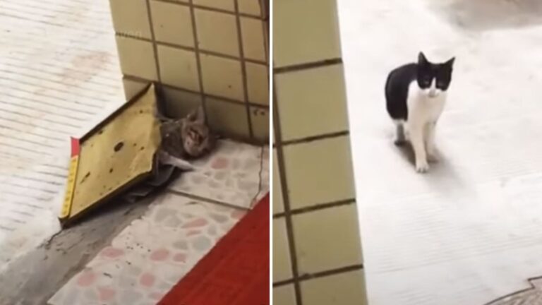 Texas Family Stunned When Stray Cat Leaves Kitten At Their Door, But Soon They Realize Why