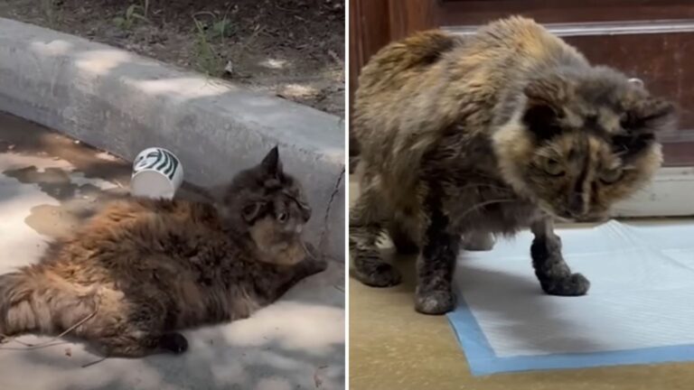 North Carolina Man Spots A Cat Outside Starbucks And Realizes She’s On The Brink Of Collapse