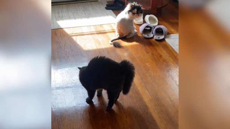 Massachusetts Cat Can’t Recognize Her Sister After New Haircut And Her Reaction Is Priceless