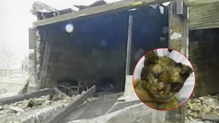 Brave Brooklyn Cat Risks Her Life And Returns To Burning Garage 5 Times To Save Her Kittens