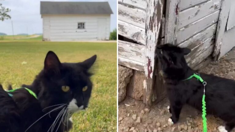 Indiana Cat Visits Old Shed Where He Was Rescued And His Reaction Melts Hearts