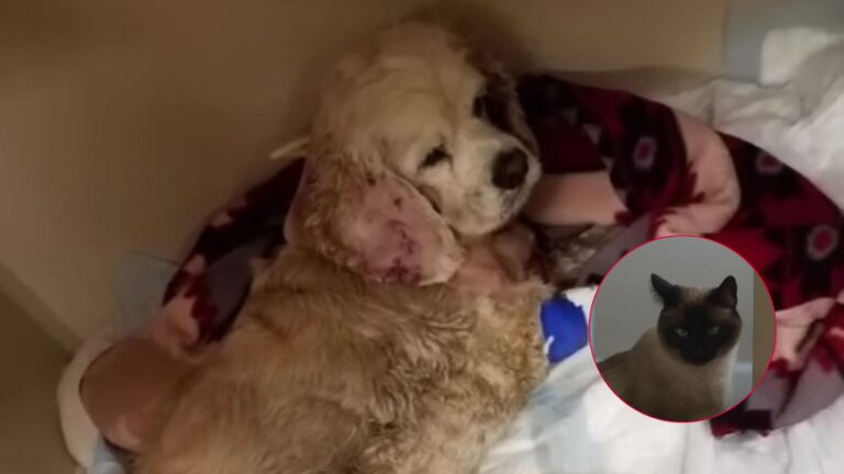 Idaho Cat Saves Her Dog Brother From Brutal Attack Despite The Risk To Her Own Safety