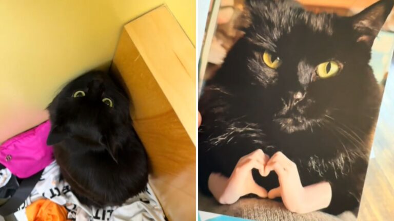 Alaska Cat Sends Apology Card To Vet After Hilarious Misbehavior And It Becomes A Hit