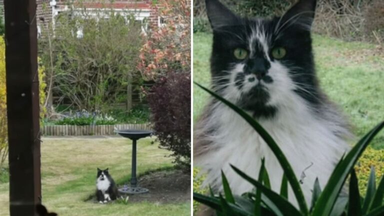Cat Visits California Family For 5 Years, Then His Owners Show Up And Do Something Unexpected