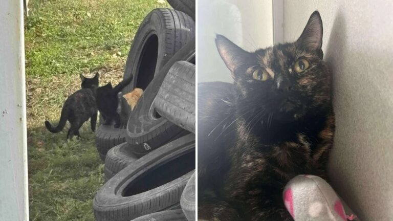 North Carolina Tire Shop Staff Noticed Cat With Kittens, What Happened Next Left Them Stunned