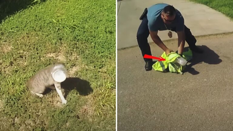 Desperate Cat With Head Completely Stuck Inside A Bucket Gets Saved By Texas Heroes