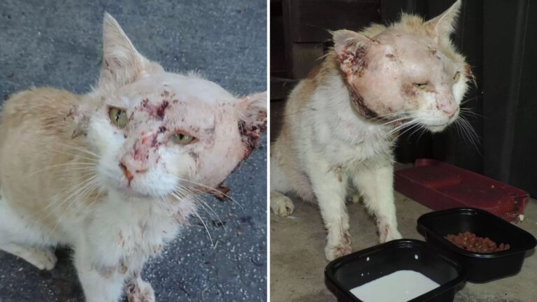 Tennessee Woman Sees A Cat Walk Into Her Driveway, Then Realizes Something’s Terribly Wrong