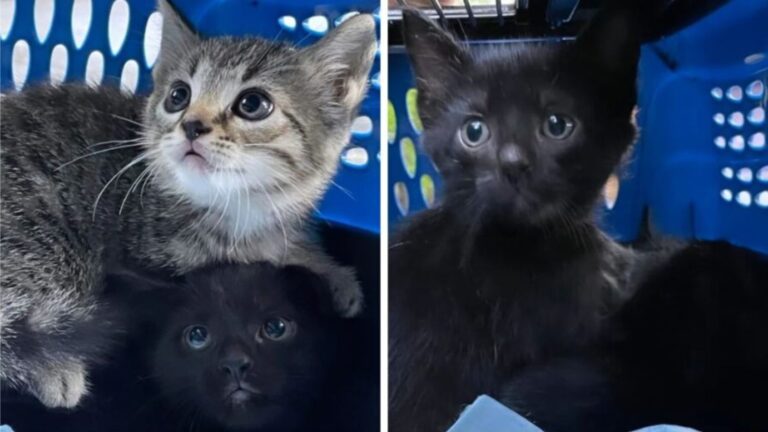 Rescuers Save 11 Cats At Amusement Park In Pennsylvania, Then Find Out Who Caused It All