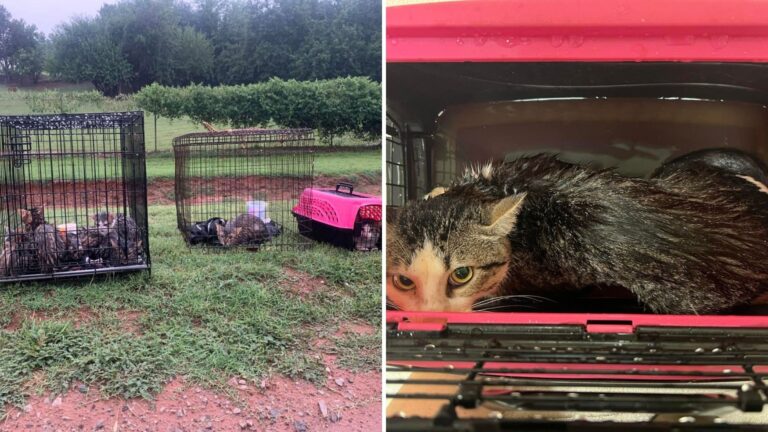 15+ Cats Heartlessly Dumped In Cages Outside Oklahoma Sanctuary During A Cold Rainy Night