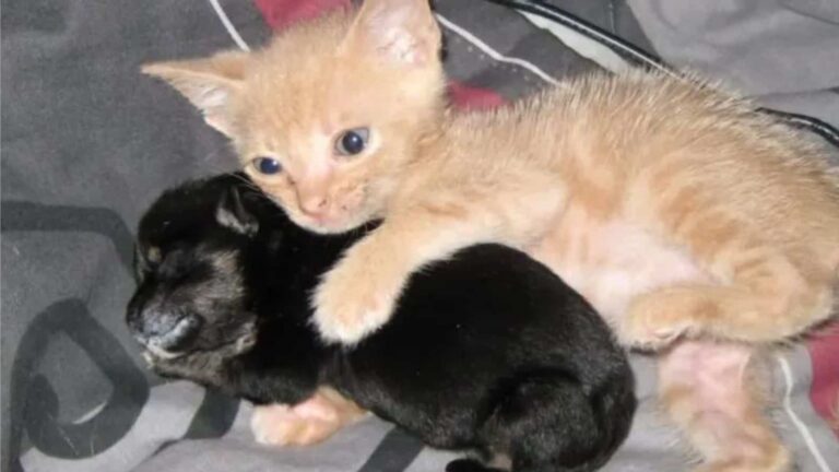 Washington Kitten Abandoned By His Mom Meets Orphaned Puppy, What Happens Next Melts Hearts