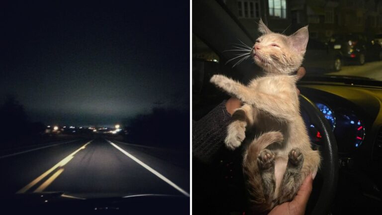 Pennsylvania Woman Stops For What Looks Like Trash On The Road, Then Realizes It’s Alive