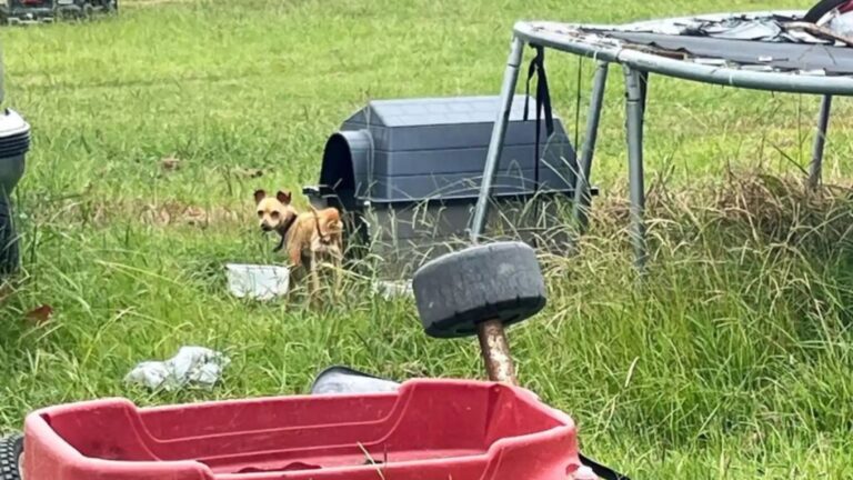 Dog Tied To Old Trampoline In North Carolina Reveals A Level Of Neglect No One Was Ready For