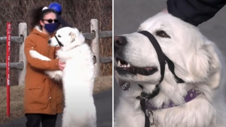 Oregon Woman Collapses On The Street During Seizure, But Her Dog’s Next Move Stuns Everyone