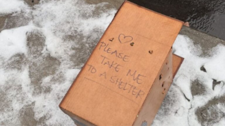 Passerby Spots A Box On Snowy Sidewalk In NY, Gets A Strange Feeling, And Looks Inside