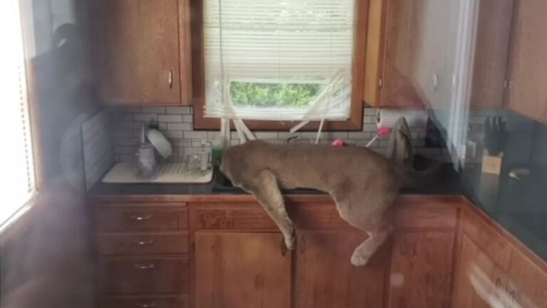 Washington Man Stares In Shock As Cougar Jumps Through His Screen Door And Ends Up On The Sink