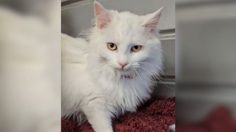 North Carolina Couple Adopts A Shelter Cat, But Soon Realizes They Made A Big Mistake