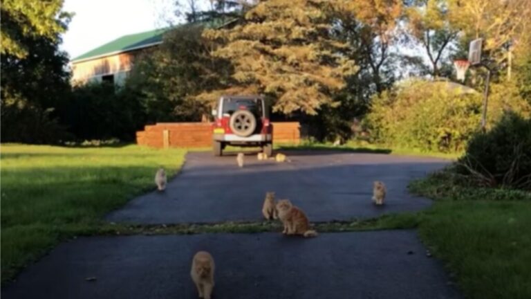 Couple Buys A Farmhouse In Georgia, But They Never Expected What Came With It
