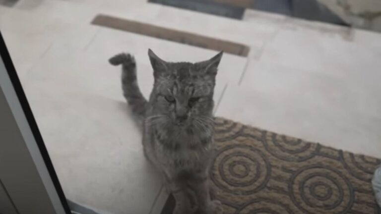 Ohio Couple Sees A Cat Pressing Paws Against Their Door, Then Realizes Something Heartbreaking
