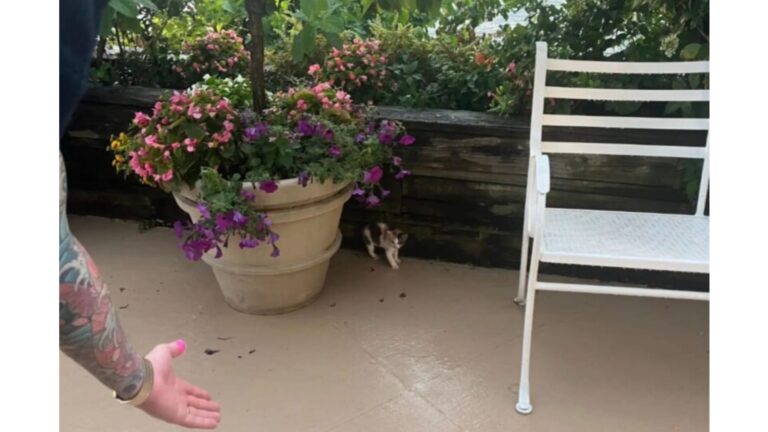 NY Couple Checks Their Wedding Venue, But A Tiny Face Behind Flower Pot Shifts The Whole Day