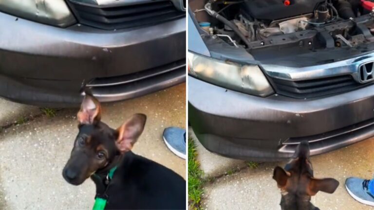 Alabama Couple Saw Their Dog Freaking Out At Car, The Moment That Followed Was Unforgettable