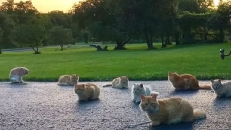 NY Couple Moves Into Their New Home And Meets Unexpected Guests Who Have No Plans To Leave