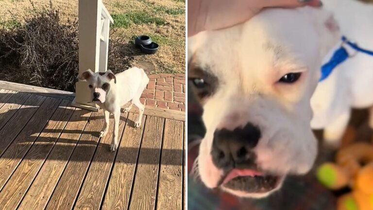 Tennessee Couple Finds ‘Defeated’ Boxer Pup Shaking On Their Porch And Instantly Calls For Help