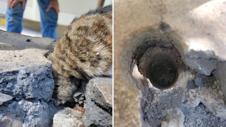 Hawaii Couple Saw Something Furry On Concrete Wall And What They Discovered Left Them Shaken