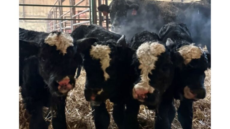South Dakota Farmer Checks Livestock And Discovers A Rare ‘1-in-179-Million Miracle’