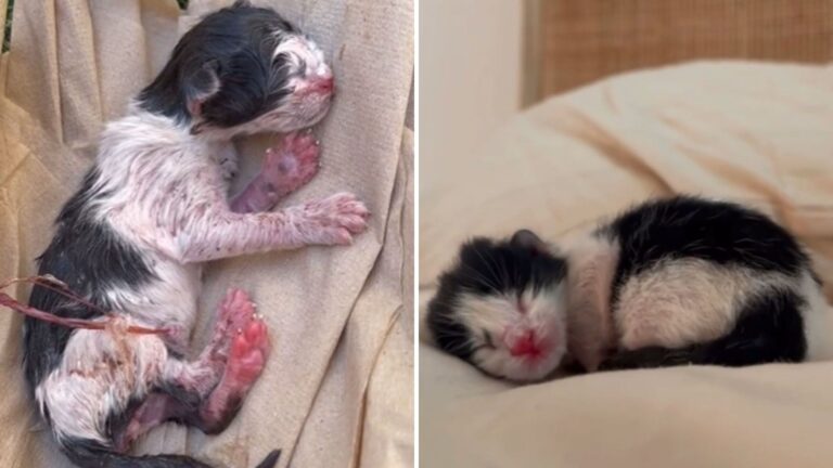 California Woman Found Abandoned Kitten On Sidewalk And Instantly Knew This Was No Coincidence