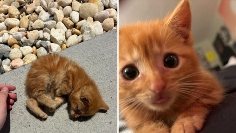 North Carolina Workers See Driver Toss Something Tiny Into Storm Drain And Rush Over To Check