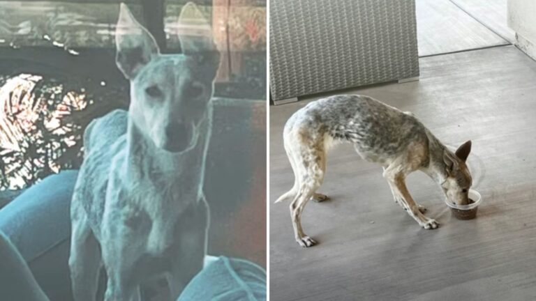 Woman In Arizona Spots A ‘Coyote’ In Her Yard, But Something Doesn’t Add Up