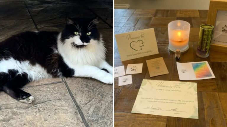 Oklahoma Woman Left In Shock When Her Cat Shows Up At Home Days After She Had Him Cremated