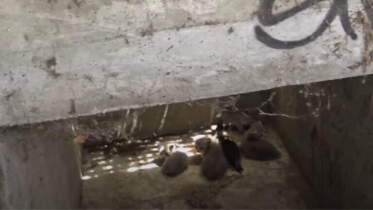 Neighbors Follow Faint Cries From Storm Drain In LA And Make A Heartbreaking Discovery