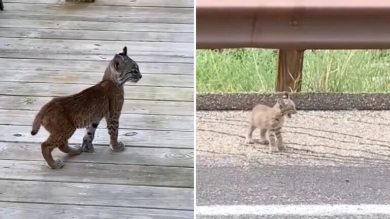 Crying Bobkitten Walks Into Florida Yard Trying To Get Family’s Attention For Something Urgent