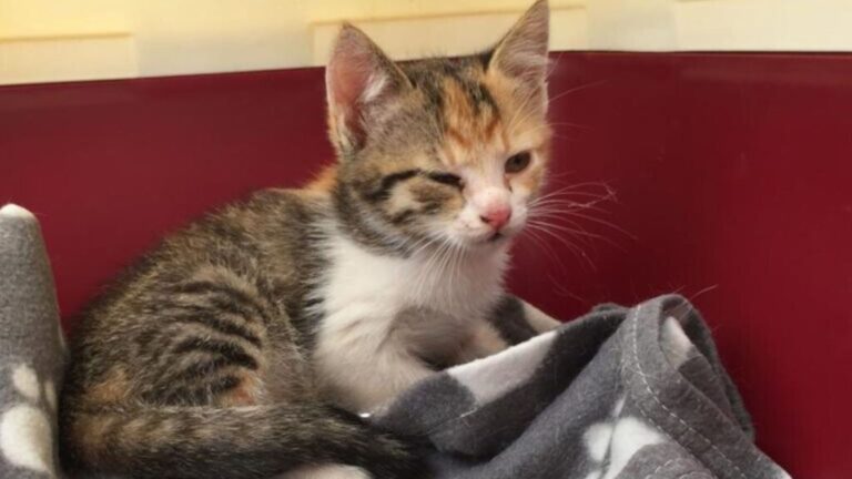 Ohio Couple Stops For Tiny Kitten Lying In The Grass And A Closer Look Leaves Them Heartbroken