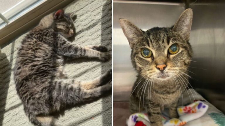 After Being Loved For 14 Years, Cat Ends Up In Illinois Shelter, Wondering What She Did Wrong