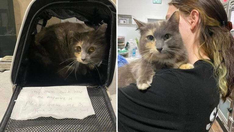 North Carolina Shelter Finds Cat At Their Door With A Heartbreaking Note And A Hidden Surprise